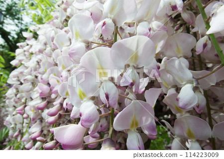 Japanese wisteria Japanese wisteria 114223009