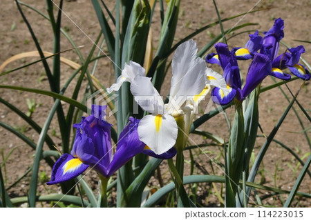 Dutch Iris Iris × Hollandica 114223015