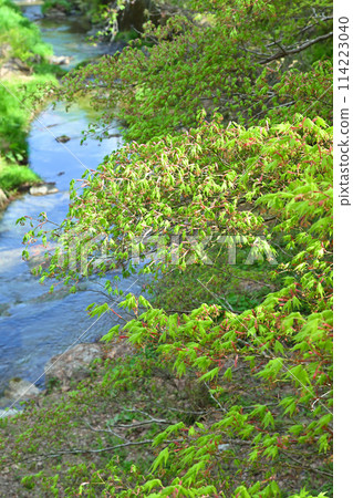 Fresh green leaves of maple trees near the starting point of the Koshibe River - Spring village scenery 114223040