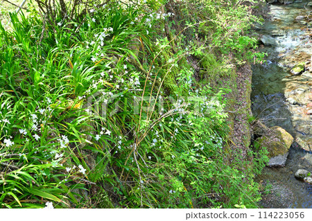 Near the starting point of the Kobe River: Iris saga flowers and a village landscape of fresh spring greenery Near the starting point of the Kobe River: Iris saga flowers and a village landscape of fresh spring greenery 114223056