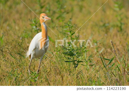 A cattle egret searching for food in the grass A cattle egret searching for food in the grass 114223190