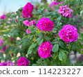 深粉色玫瑰花田 114223227