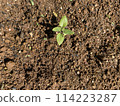 Holy basil sprouts 114223287