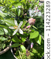 Lemon flowering 114223289