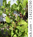 Sartori Ubara 114223290