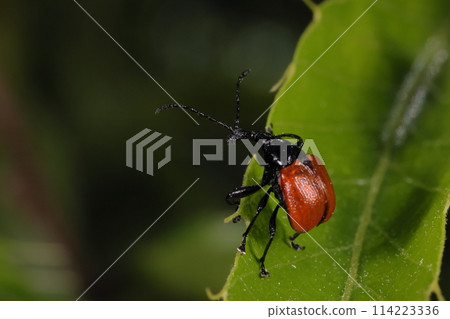 生物 昆蟲 紅冠夜尾,雄性有長鼻子。紅色前翅和長而彎曲的前腿,四月的鋸齒橡樹上 生物 昆蟲 紅冠夜尾,雄性有長鼻子。紅色前翅和長而彎曲的前腿,四月的鋸齒橡樹上 114223336