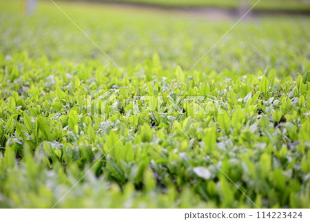 茶園@mar_lapin 114223424