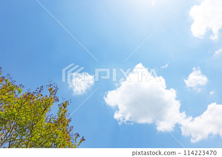 Blue sky and grove in early summer 114223470