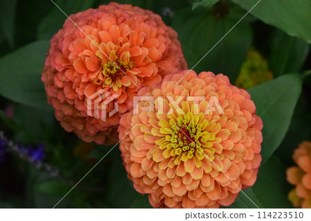 黃色大麗花 114223510