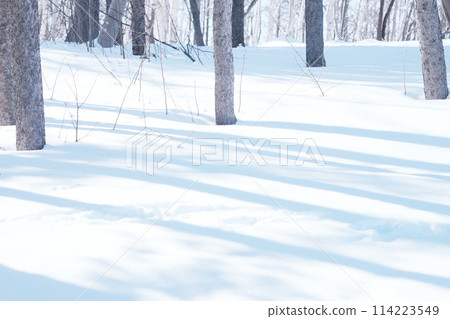 Beautiful winter park 114223549