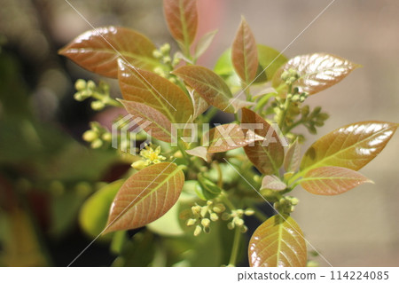 Avocado Tree 114224085