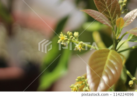 Avocado Tree 114224096