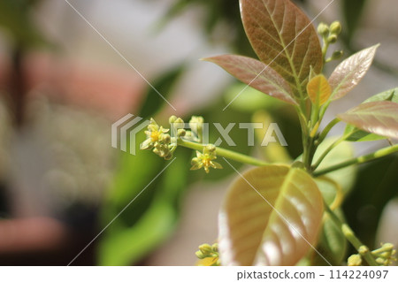 Avocado Tree 114224097