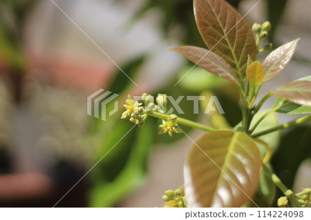 Avocado Tree 114224098