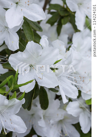 Beautifully blooming white azalea flowers Beautifully blooming white azalea flowers 114224101
