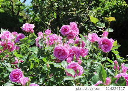 Rose Rosa Rose Rosa 114224117