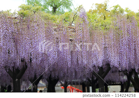 Fujitana / Nishiarai Daishi [東京都足立區] 114224258
