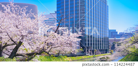 Cherry blossoms at Chidorigafuchi, Kudanshita, Chiyoda Ward, Tokyo 114224487