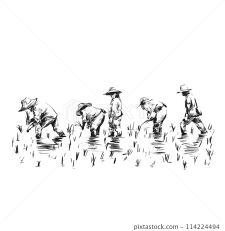 Drawing of Thai Farmers are planting rice in the farm. Drawing of Thai Farmers are planting rice in the farm. 114224494