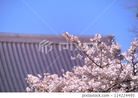 寺廟屋頂和盛開的櫻花 114224495