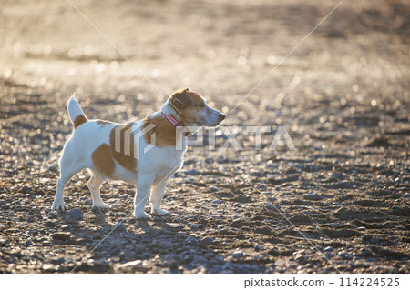 Jack Russell Terrier dog looking into the distance Jack Russell Terrier dog looking into the distance 114224525