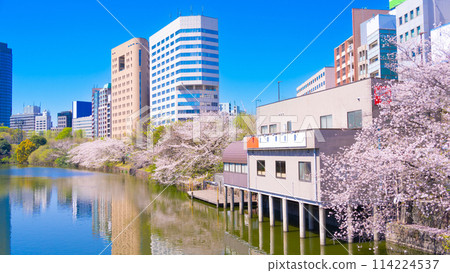 Cherry blossom trees in Sotobori Park Tokyo, Ichigaya-Iidabashi Cherry blossom trees in Sotobori Park Tokyo, Ichigaya-Iidabashi 114224537