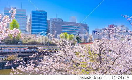 東京市穀飯田橋外堀公園的櫻花樹 114224539