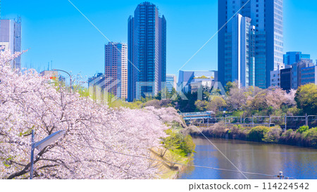 東京市穀飯田橋外堀公園的櫻花樹 東京市穀飯田橋外堀公園的櫻花樹 114224542