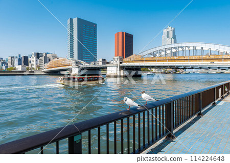 Kachidoki Bridge and the Sumida Riverside: Seagulls resting their wings Kachidoki Bridge and the Sumida Riverside: Seagulls resting their wings 114224648
