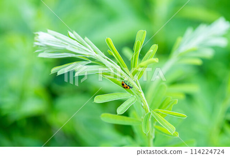 Ladybug hiding in young grass Ladybug hiding in young grass 114224724