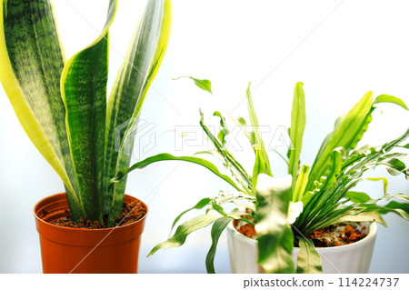 Indoor decor (bright houseplants) 114224737
