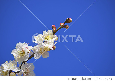 Plum blossom  114224775