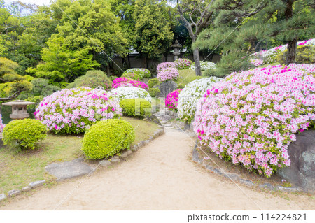 春天，神戶市相樂園日本庭園杜鵑花盛開 114224821