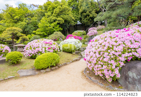 春天,神戶市相樂園日本庭園杜鵑花盛開 春天,神戶市相樂園日本庭園杜鵑花盛開 114224823