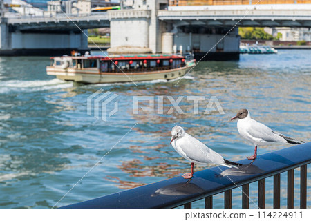 隅田川上航行的船屋和一對海鷗 隅田川上航行的船屋和一對海鷗 114224911