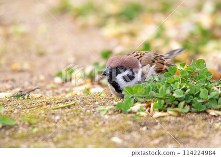 A sparrow watching the situation 114224984
