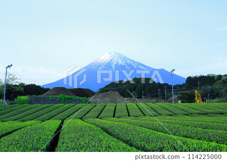 Tea fields and Mt. Fuji / Fuji City, Shizuoka Prefecture Tea fields and Mt. Fuji / Fuji City, Shizuoka Prefecture 114225000