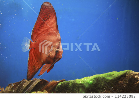 Orbic fish 114225092