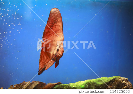 Orbic fish Orbic fish 114225093