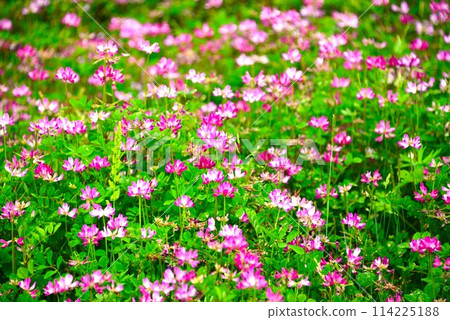 黃耆田@mar_lapin 114225188