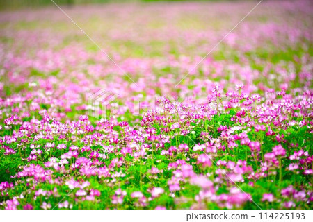 黃耆田@mar_lapin 114225193