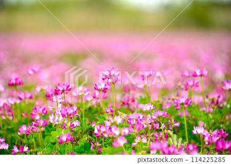 Milk vetch field @mar_lapin Milk vetch field @mar_lapin 114225285