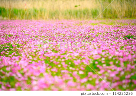 Milk vetch field @mar_lapin Milk vetch field @mar_lapin 114225286