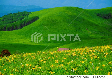 霧峰高原車山夏季盛開的黃花菜 114225436