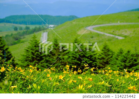 Day lilies blooming on Mt. Kurumayama in the Kirigamine Plateau in summer Day lilies blooming on Mt. Kurumayama in the Kirigamine Plateau in summer 114225442