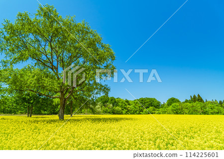 油菜田和藍藍的天空 油菜田和藍藍的天空 114225601