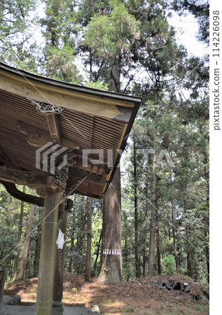 Kanazawa, Minano-machi, Chichibu-gun, Saitama Prefecture: The worship hall and sacred large cedar tree of Tenmangu Shrine 114226098