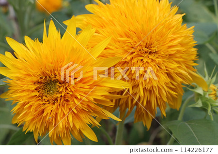 五朵向日葵,花朵動感令人印象深刻 五朵向日葵,花朵動感令人印象深刻 114226177