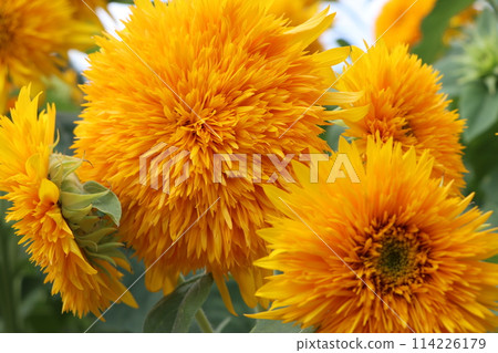 Sunflower-4 具有令人印象深刻的動態花朵 Sunflower-4 具有令人印象深刻的動態花朵 114226179