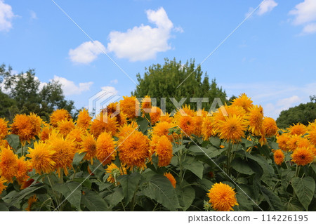 與藍天相映成趣的向日葵花 與藍天相映成趣的向日葵花 114226195